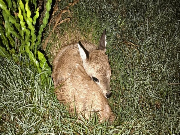 Murió primer ejemplar de venado de campo nacido mediante inseminación artificial en  Incidente en la Estación de Cría del Cerro Pan de Azúcar