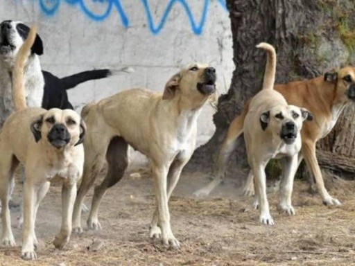 Denuncian que ocho perros en situación de calle hicieron caer a un hombre y persiguieron a un niño en Cerro Pelado