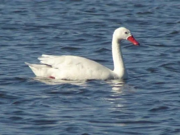 Confirman 10 casos d...