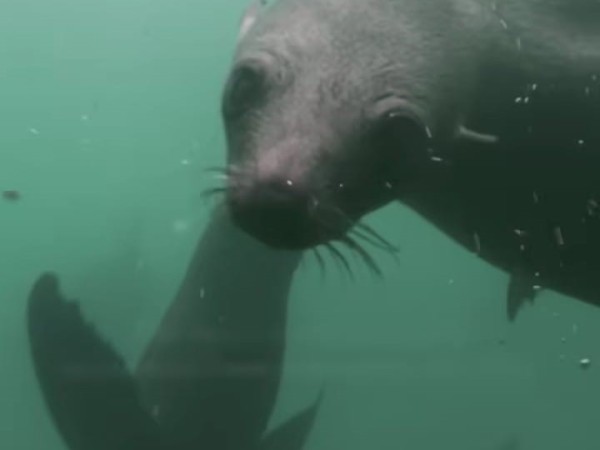 Autor del documental de National Geographic sobre Isla de Lobos dijo que la medida de protección es “celebrada en el mundo entero”