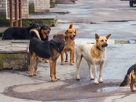 “Buscamos que las intendencias también puedan aplicar sanciones”, dijo el presidente del INBA al referirse a la tenencia irresponsable de animales