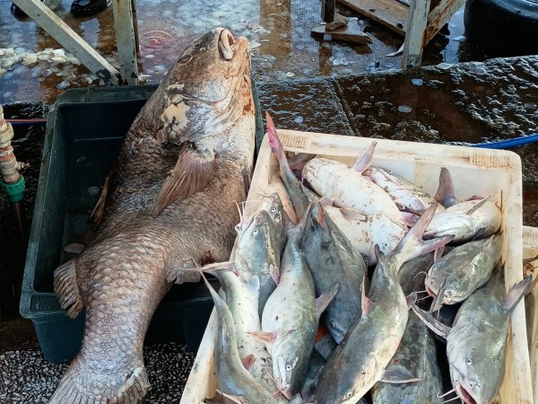 Jueves de Turismo en el puerto de Punta del Este: ¿cuál pescado es el más solicitado y cuánto cuesta?