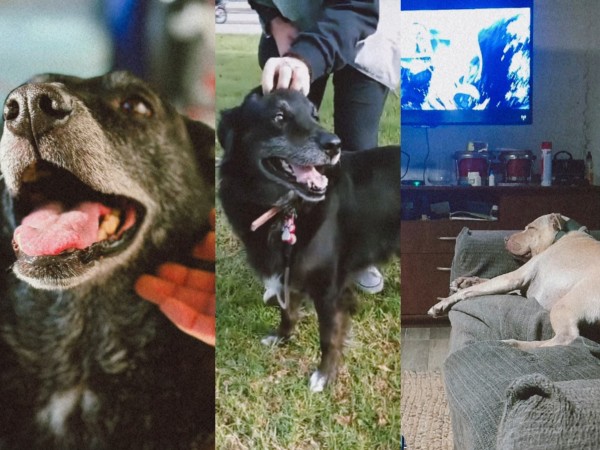 “Hicieron historia”: 94 perros de la Protectora de Maldonado fueron adoptados antes del cierre definitivo