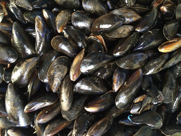 marea roja, mejillones, moluscos