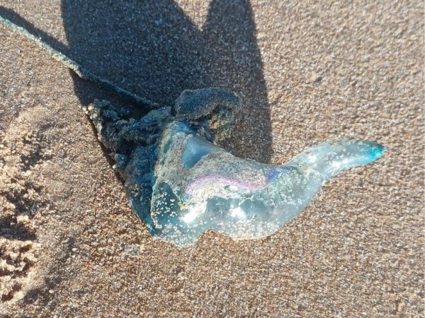 Avistan varias fraga...