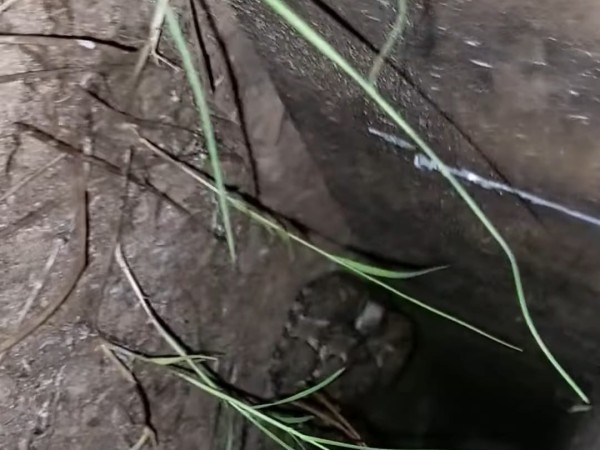 Alternatus capturó una serpiente Yarará en la casa del bailarín Julio Boca