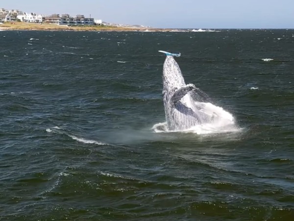 Enorme ballena jorobada apareció en la costa de Punta del Este