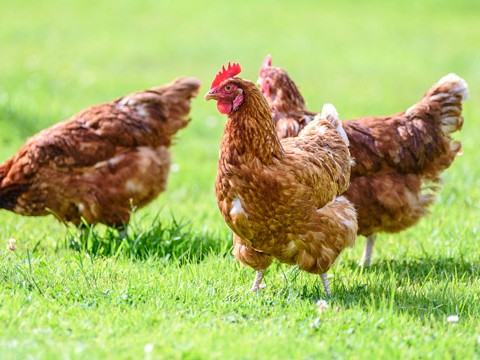 OMS advierte que brote de gripe aviar en animales se propague a humanos