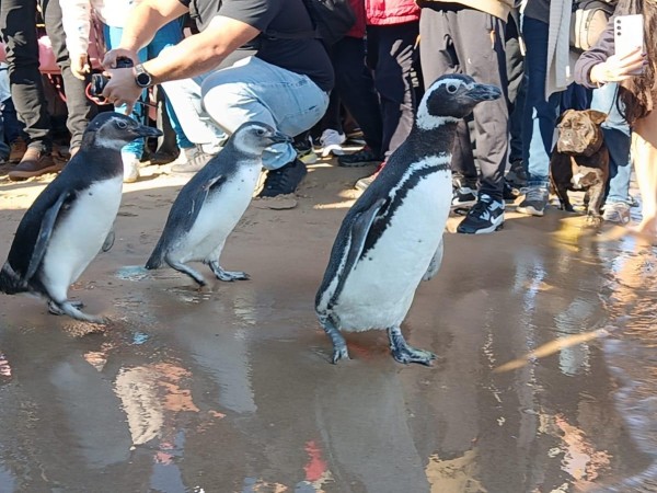 pinguinos, socobioma, ambiente