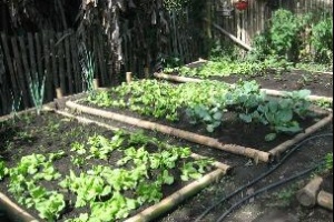 Vuelve el plan de huertas familiares