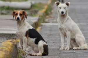 Cuidado con los perros
