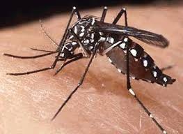 En busca de Aedes Aegypti