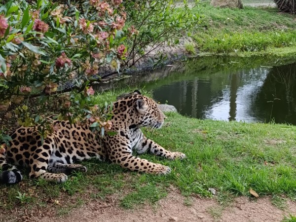 Jaguar de la ECFA superó la esperanza de vida de su especie