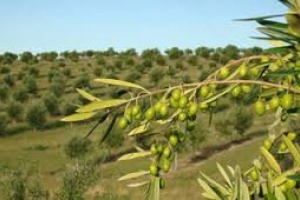 Cadena olivarera de Maldonado y Rocha tiene fortalezas y debilidades