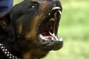 Niño mordido por rottweiler volvió a ser operado
