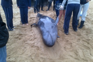 Apareció muerta una falsa orca en costas de Punta del Este