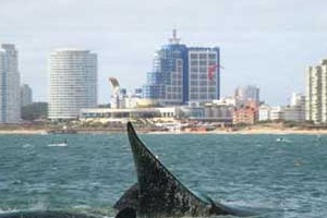 Lanzamiento de temporada de ballenas