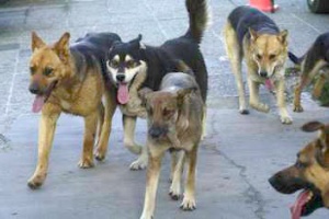 Informarán sobre tenencia responsable de animales en los barrios