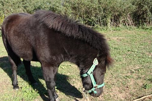 Dueño atribuyó tortura de pony a mala crianza de los agresores
