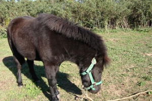 Justicia pidió examen sicológico para adolescente que torturó y mató a pony
