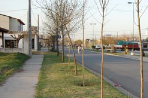 Forestan nuevos barrios fernandinos
