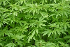 Incautan 40 plantas de marihuana en San Carlos
