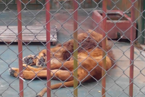 Enfermedad de un león reactiva movida por cierre del zoo de San Carlos