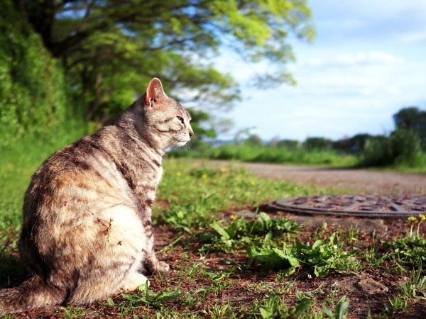 Un gato con rabia fue detectado en Salto; MSP advierte sobre medidas