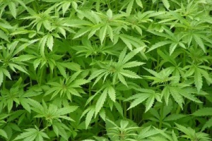 Incautaron 25 plantas de marihuana en San Carlos