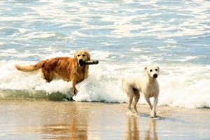 Quejas por cantidad de perros en las playas despierta defensa de guardavidas