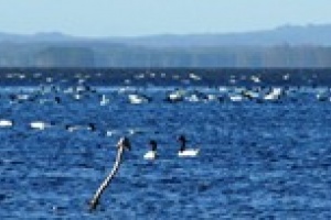 Laguna Garzón es área protegida pero espera plan de manejo