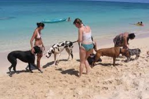 La intendencia de Maldonado informa sobre playas para perros ante quejas de bañistas