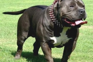 Una niña y una mujer atacadas por perro