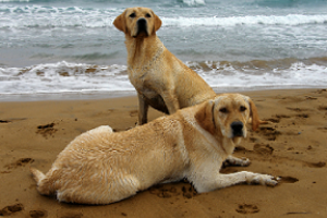 Higiene va tras vendedores ilegales y perros en la playa