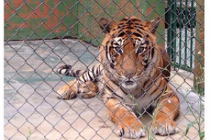 Murió tigre del Parque Medina