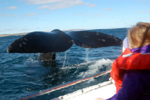 Homenaje a ballenas y delfines en Punta del Este