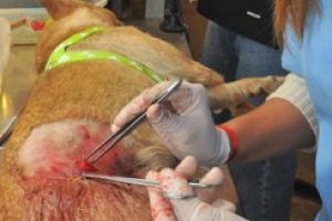 Habrá castraciones caninas en Maldonado Nuevo