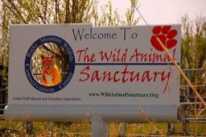 León del zoológico de San Carlos será trasladado a EEUU