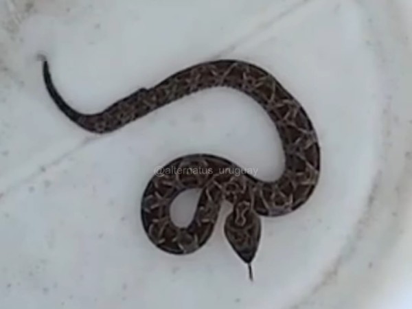 Playa Hermosa: Alternatus rescató una yarará que se “posó” en el deck de una casa