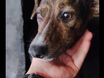 Primera jornada de adopción responsable en el Refugio Municipal