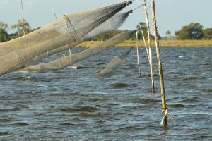 Dinara limitó pesca comercial de camarón en lagunas de Maldonado y Rocha