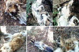 Investigan matanza de perros en Aznárez