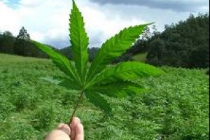 Presidente de club de cannabis: “nos extrañó que vinieran a allanarnos”