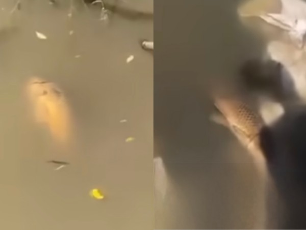 ¿A qué se debe la ap...