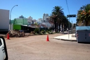 Vecino protesta contra el corte de palmeras en Punta del Este