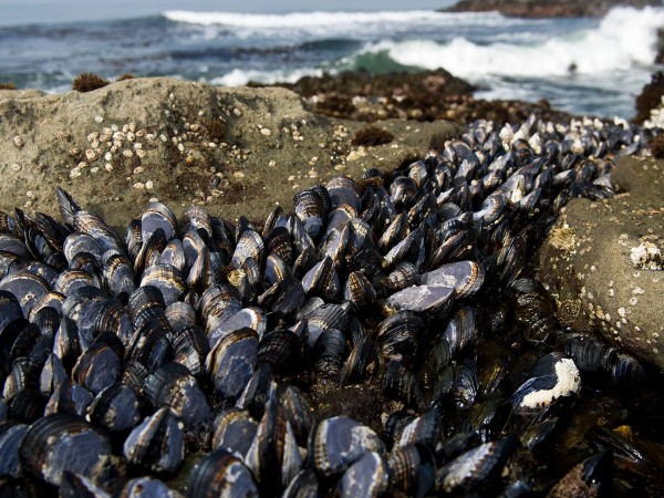 Dinara levantó la veda sobre mejillones que regía en Maldonado