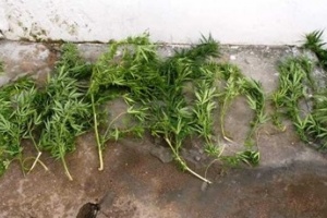 Llevaba ramas de marihuana y fue detenido