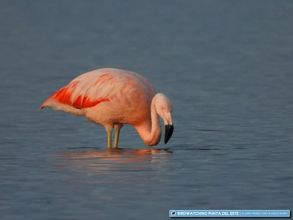 Puesta de sol con flamencos en Laguna José Ignacio