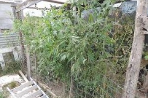 Pareja detenida por producir y comercializar marihuana