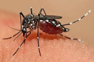Recorren Piriápolis en busca de Aedes Aegypti